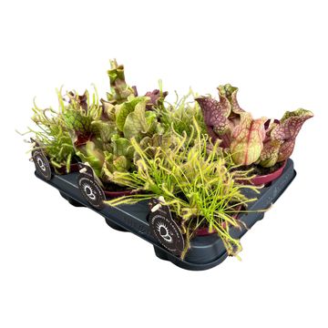 Carnivorous plants MIX