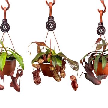 Nepenthes MIX