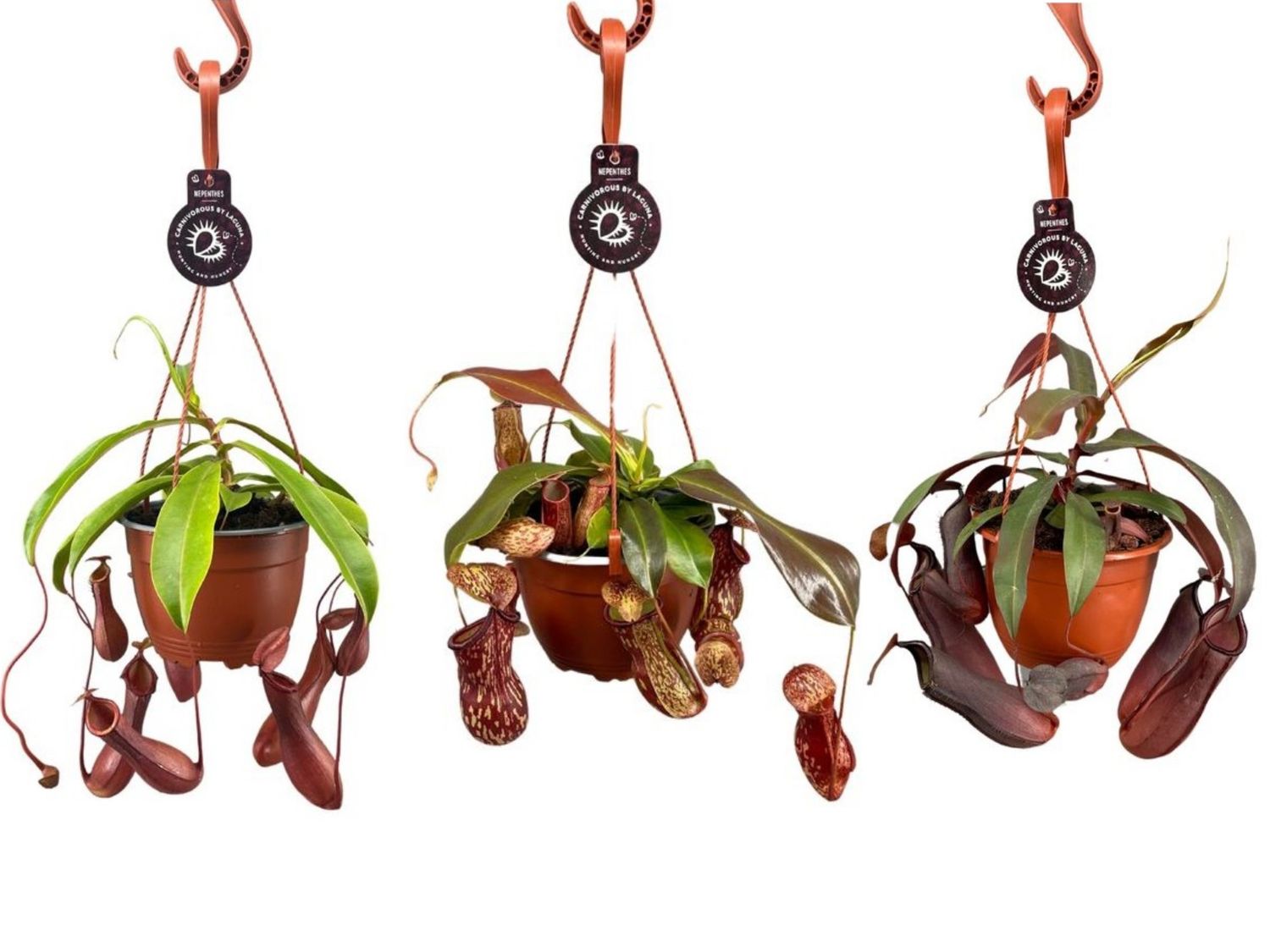 Nepenthes MIX — Plant Wholesale FlorAccess