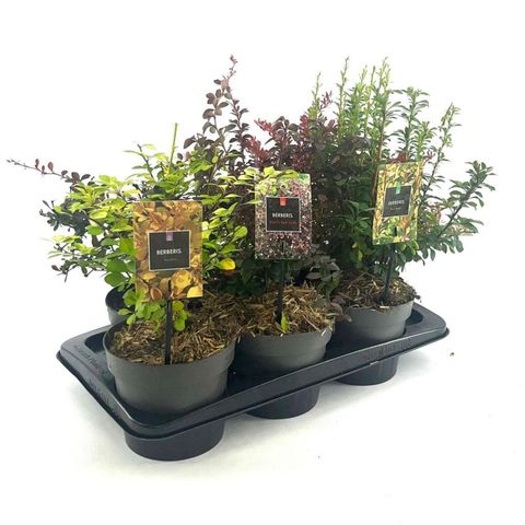 Berberis MIX