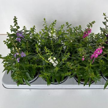 Angelonia angustifolia MIX