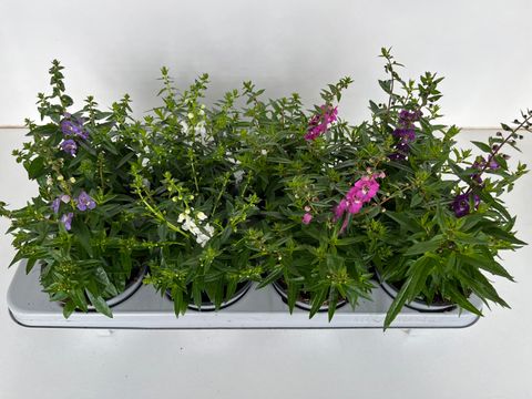 Angelonia angustifolia MIX