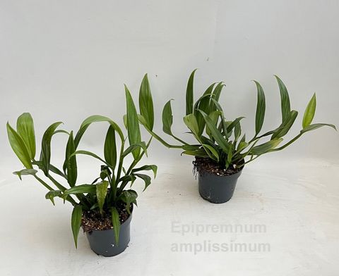 Epipremnum amplissimum