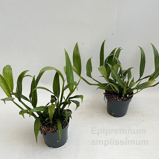 Epipremnum amplissimum