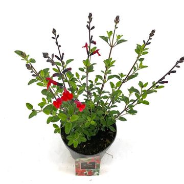 Salvia 'Royal Bumble'