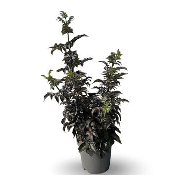 Sambucus nigra BLACK TOWER
