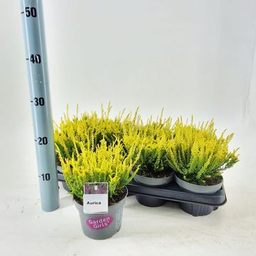 Calluna vulgaris GARDEN GIRLS AURICA