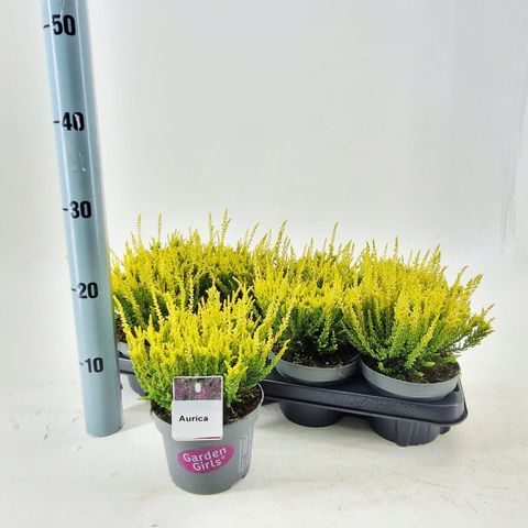 Calluna vulgaris GARDEN GIRLS AURICA