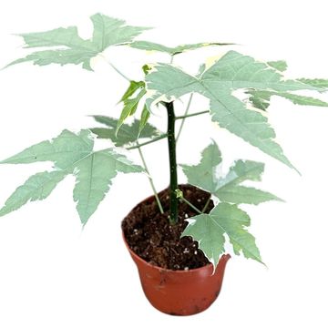 Cnidoscolus aconitifolius 'Variegata'