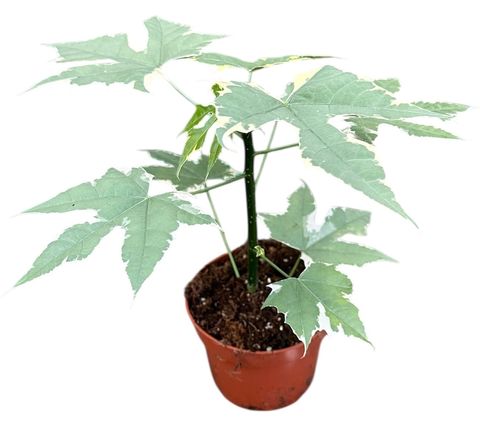 Cnidoscolus aconitifolius 'Variegata'