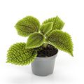 Pilea involucrata 'Moon Valley'