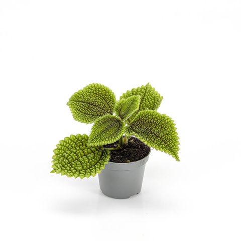 Pilea involucrata 'Moon Valley'