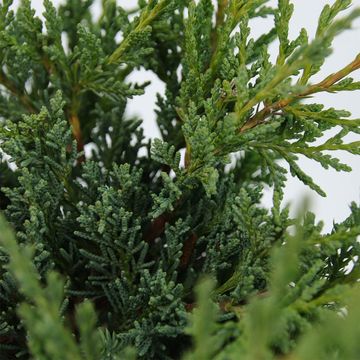 Juniperus chinensis 'Blaauw'