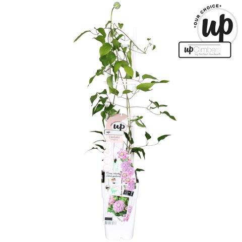 Clematis JOSEPHINE REGAL