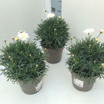 Argyranthemum frutescens MOLIMBA HELIO WHITE
