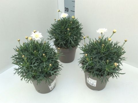 Argyranthemum frutescens MOLIMBA HELIO WHITE