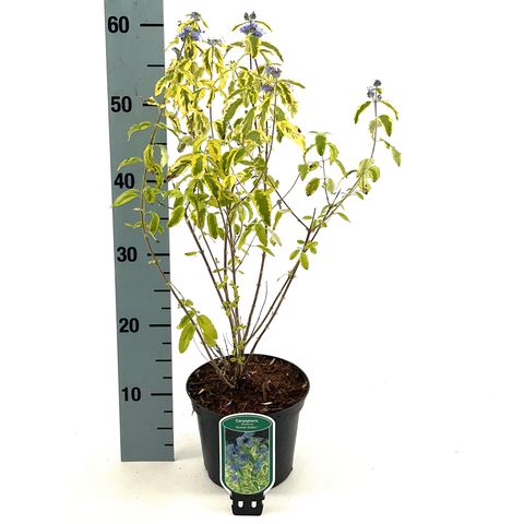 Caryopteris x clandonensis 'Summer Sorbet'