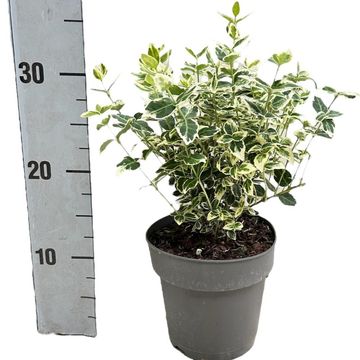 Euonymus fortunei 'Emerald Gaiety'