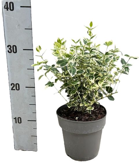 Euonymus fortunei 'Emerald Gaiety'