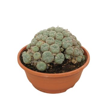 Lophophora williamsii