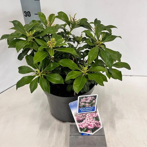 Pieris japonica PINK PASSION