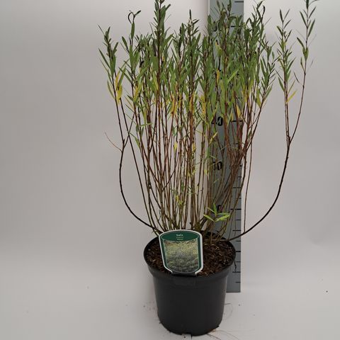 Salix purpurea 'Nana'