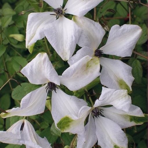 Clematis 'Alba Luxurians' (Vt)