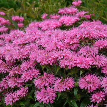 Monarda 'Pink Frosting'