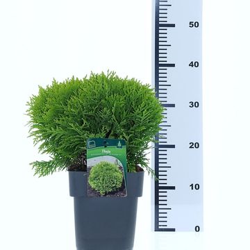 Thuja occidentalis 'Mirjam'