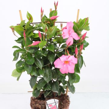 Mandevilla DIAMANTINA OPALE FUCHSIA FLAMME