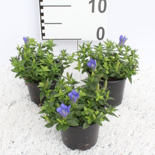 Gentiana scabra LUIS BLUE — Plant Wholesale FlorAccess