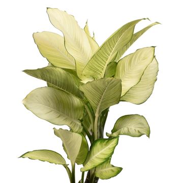 Dieffenbachia 'Tropic Marianne'