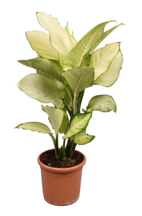 Dieffenbachia 'Tropic Marianne'