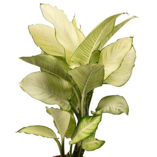 Dieffenbachia 'Tropic Marianne'