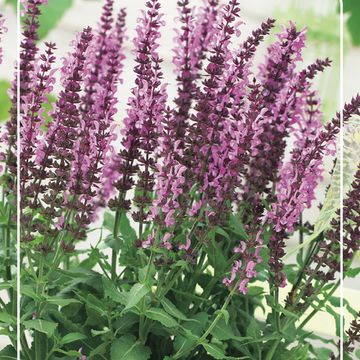 Salvia nemorosa SENSATION MEDIUM DEEP ROSE