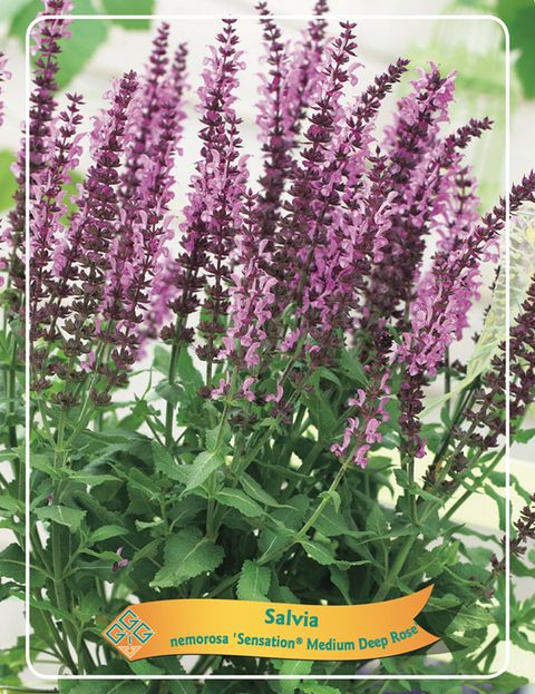 Salvia nemorosa SENSATION MEDIUM DEEP ROSE