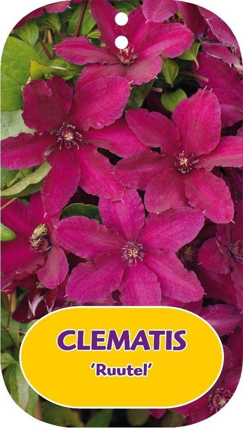 Clematis 'Руутель' (EL)