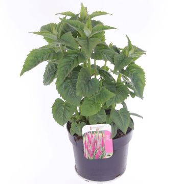 Veronica spicata INSPIRE PINK