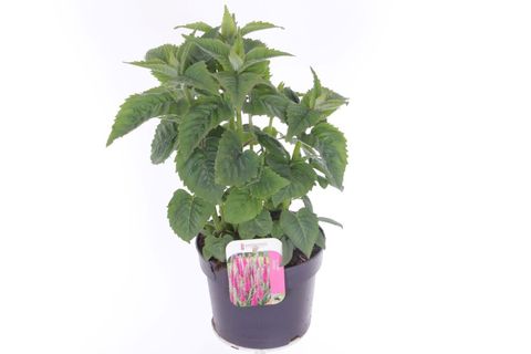 Veronica spicata INSPIRE PINK