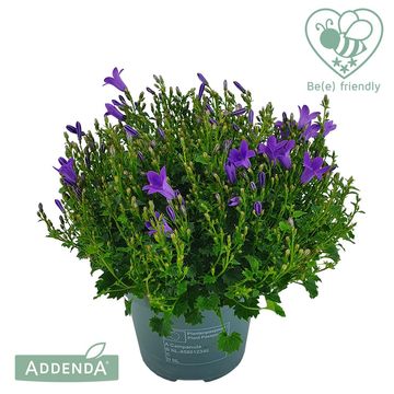 Campanula portenschlagiana AMBELLA INTENS PURPLE