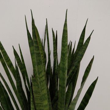 Sansevieria zeylanica 'Greenline'