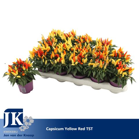 Capsicum annuum 'Salsa Yellow Red'