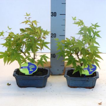 Acer palmatum 'Beni-maiko'