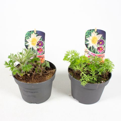 Pulsatilla vulgaris MIX