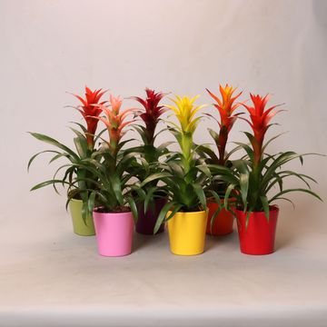 Guzmania MIX