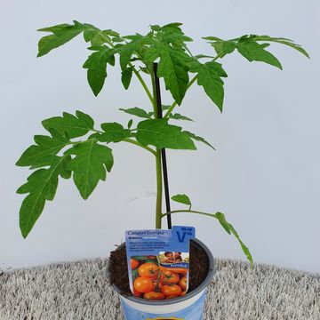 Solanum lycopersicum 'Bolzano'