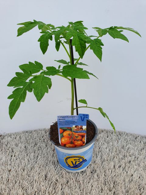 Solanum lycopersicum 'Bolzano'