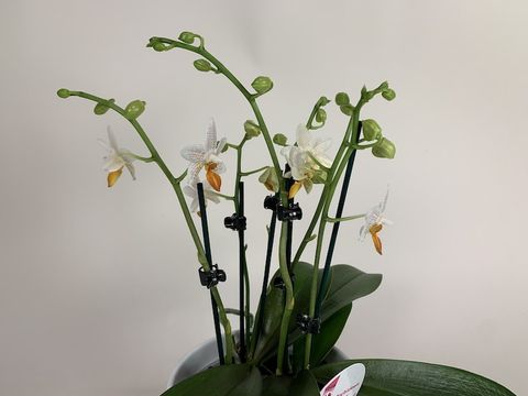 Phalaenopsis 'Mini Mark'