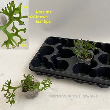 Microsorum 'Fireworks'