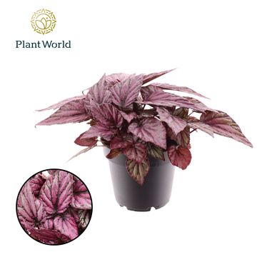 Begonia MAGIC COLOURS HUGH MCLAUCHLAN